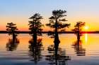 Stand of bald cypress trees, silhouetted at sunrise, Caddo Lake, Texas. Art Print